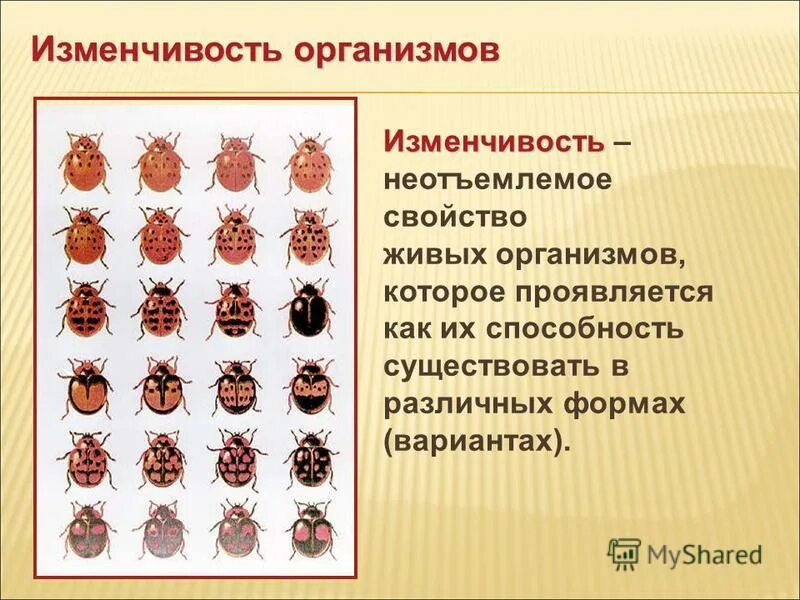 изменчивость живых организмов. роль наследственной изменчивости в эволюции. свойство живого изменчивость. мутационная модификационная комбинативная. наследственная изменчивость это в биологии.
