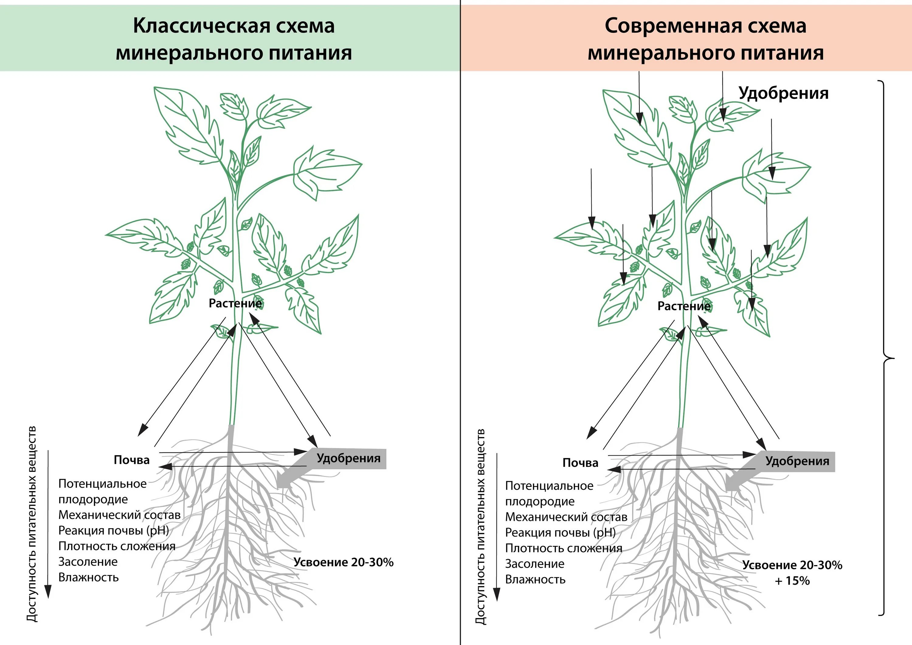 Минеральное питание растений схема. Корневое питание растений схема. Минеральное и Корневое питание растений. Минеральное почвенное питание растений.