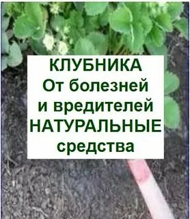 Чем обработать клубнику ранней весной