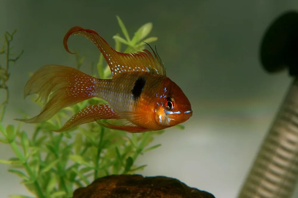 микрорасбора эритромикрон изумрудная. аквариумные рыбки xl. аквариумные рыбки кемерово. рыбки аквариумные для холодной воды. апистограмма рамирези вуалевая.