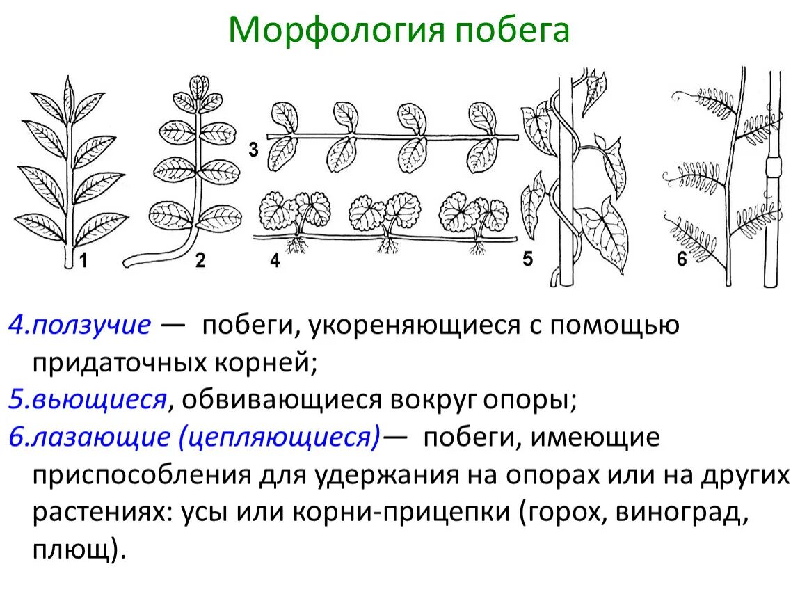 Типы стеблей биология 6 класс таблица Строение стебля. Биология Презентации 6 класс