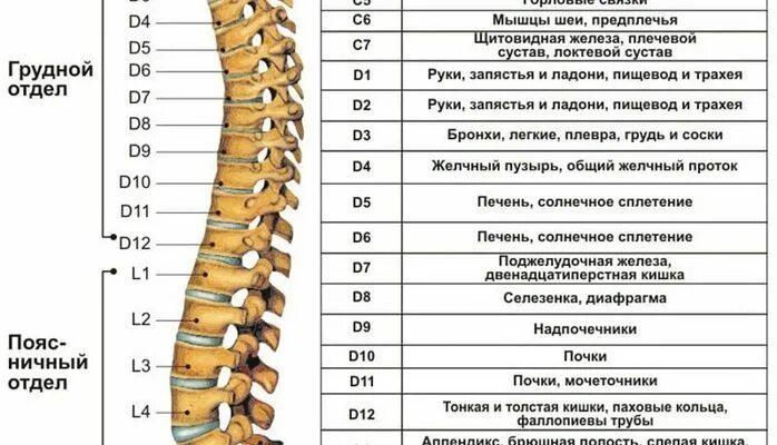 Нумерация позвонков в позвоночнике человека. Строение позвоночника с нумерацией позвонков. Схема позвоночника с нумерацией позвонков. Маркировка позвонков позвоночника человека.