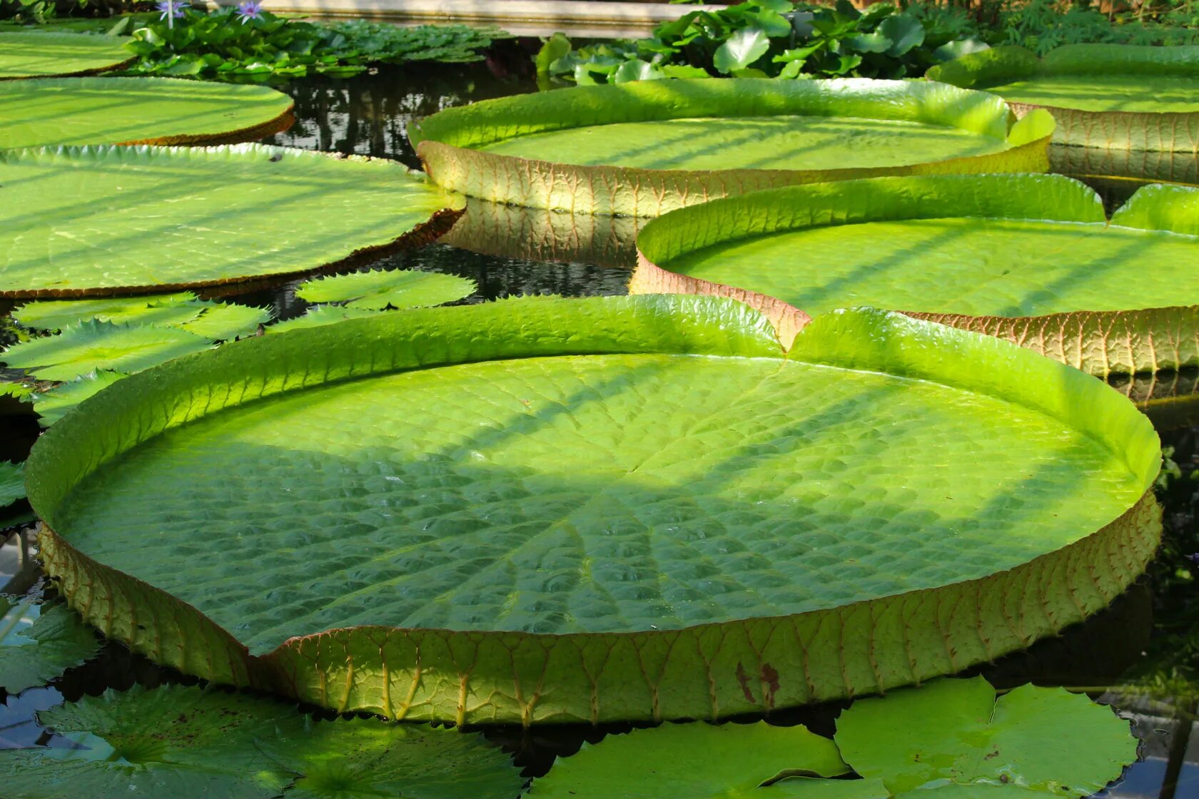 Самые крупные листья. Самые крупные листья. Самые крупные листья. Coccoloba gigantifolia дерево. Самые крупные листья.