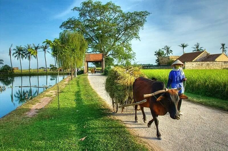 Деревня Гуонг. Вьетнамский крестьянин. Вьетнам крестьяне. ЛЭМ Вьетнам. Local village