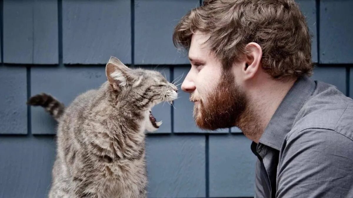 Кошка и хозяин. Кошки со взглядом человека.