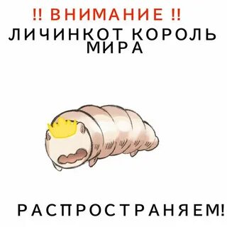 Личинкот