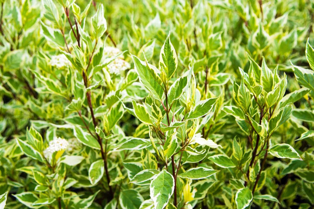 Дерен белый гоучаулти. Оргавит газоны 2кг. Дерен элегантиссима куст. Дёрен белый. Дерн 2.