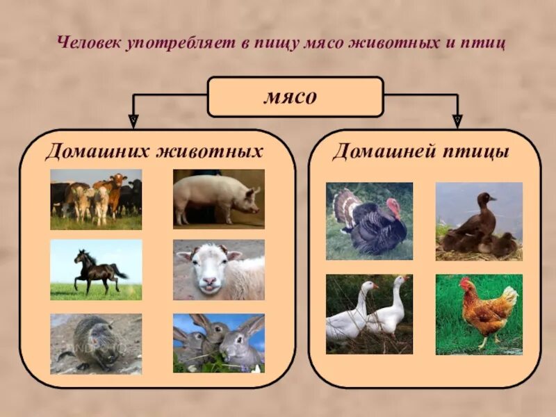 Виды мясных животных. Мясо каких животных человек употребляет в пищу. виды мяса животных. животные которые используют в пищу. мясо каких животных человек использует в питании.