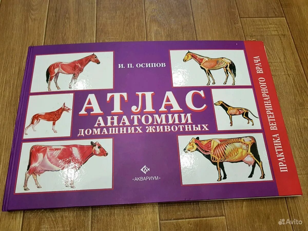 Атлас анатомии животных. Учебник анатомия животных акаевский. Акаевский анатомия домашних животных. И. Акаевский анатомия домашних животных.