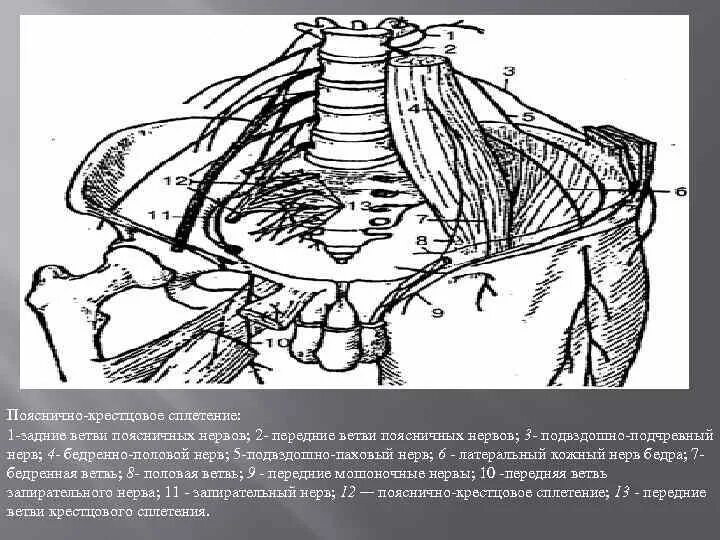 Половой нерв у мужчин симптомы. Ветви бедренно-полового нерва. Задние ветви поясничных нервов. Блокада подвздошно пахового нерва. Нервы пояснично-крестцового сплетения.