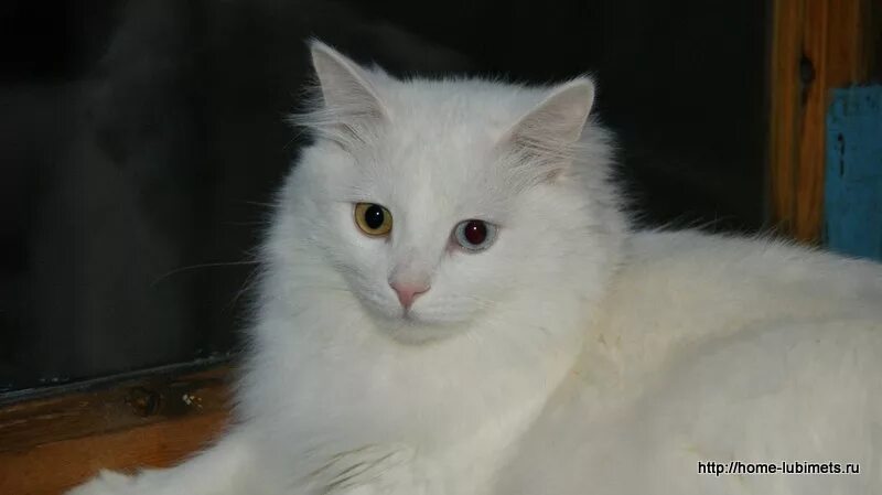 Любимое животное пророка мухаммада с. Муизза кошка пророка. Как звали кошку пророка. Цитаты про кошек в исламе. Кошка пророка мухаммеда порода.