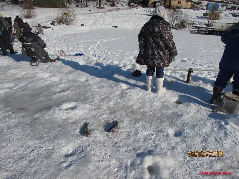 Рыбалка в москве и подмосковье зимой. Рыбалка фишки липки. Платная рыбалка красногорск русфишинг. Рыболовный клуб. Fishka рыбалка.