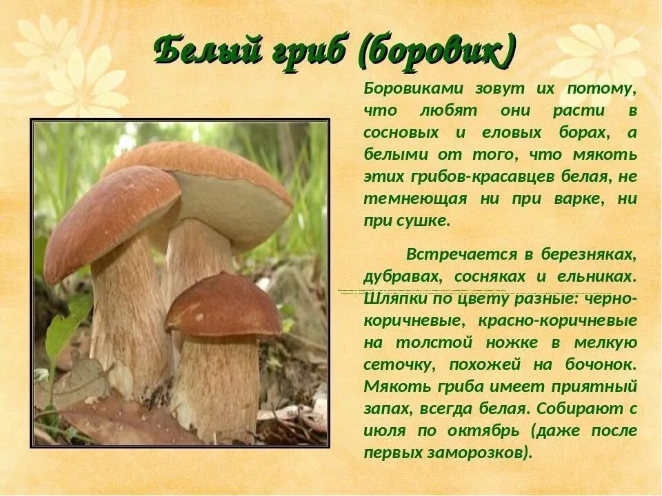 Сообщение о белом грибе. Гриб боровик сообщение 3 класс. гриб боровик описание 3 класс. гриб боровик описание 3 класс окружающий мир. рассказ про гриб боровик для 2 класса.
