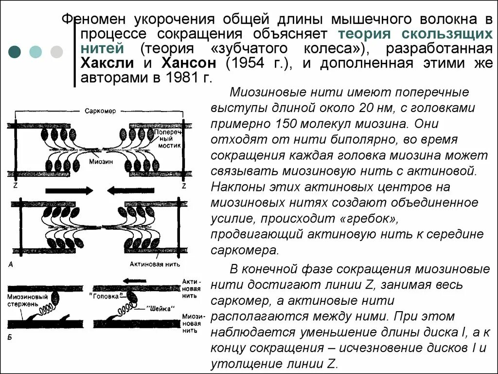 Сокращение саркомера. Саркомер механизм мышечного сокращения. Механизм сокращения саркомера. Механизм мышечного сокращения объясняет теория. Механизм скольжения нитей для мышечного сокращения.