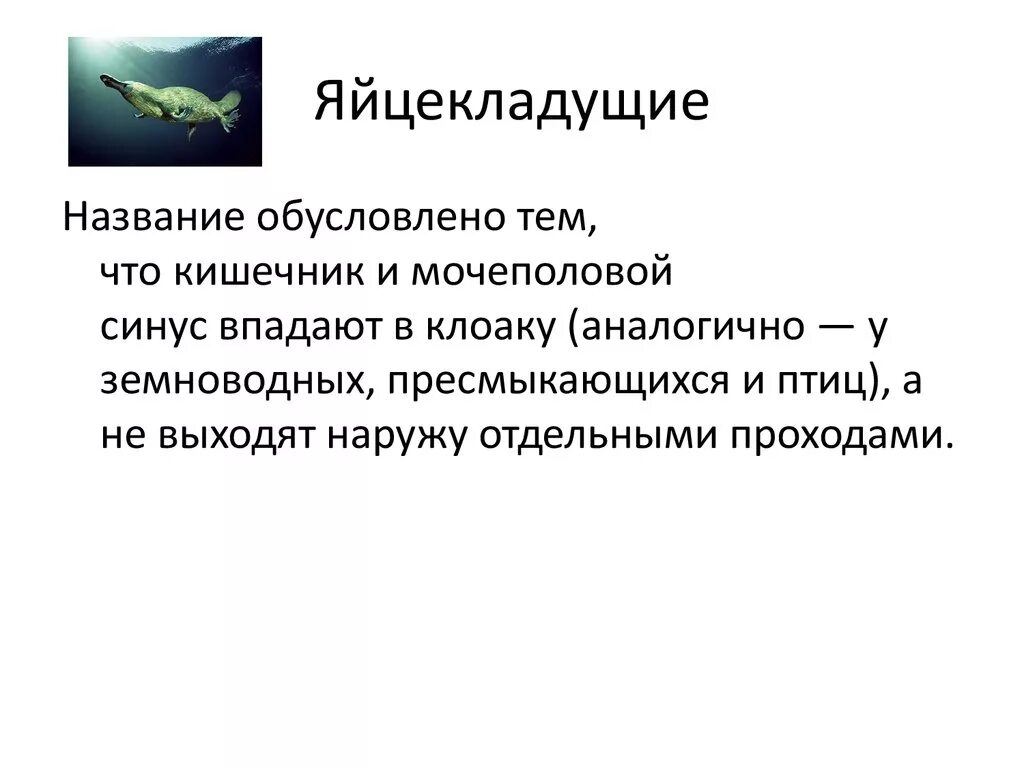 Яйцекладущих пресмыкающихся. Признаки яйцекладущих. Сходство яйцекладущих млекопитающих с пресмыкающимися. Яйцекладущие признаки рептилий. Яйцекладущие акулы виды.