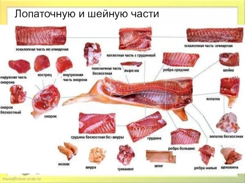 Части свиного мяса. Лопаточный отруб свинины. Части свиной туши. Свинина по частям название. Название мясных частей свинины.