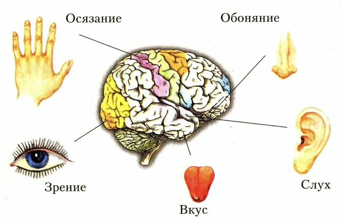 Через 5 чувств