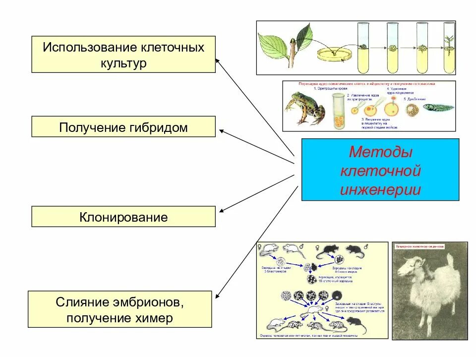 Методы селекции микроорганизмов клеточная инженерия. Схема основные методы генной и клеточной инженерии. Метод селекции клеточная инженерия кратко. Клеточная инженерия микроорганизмов примеры. Для гибридом используются