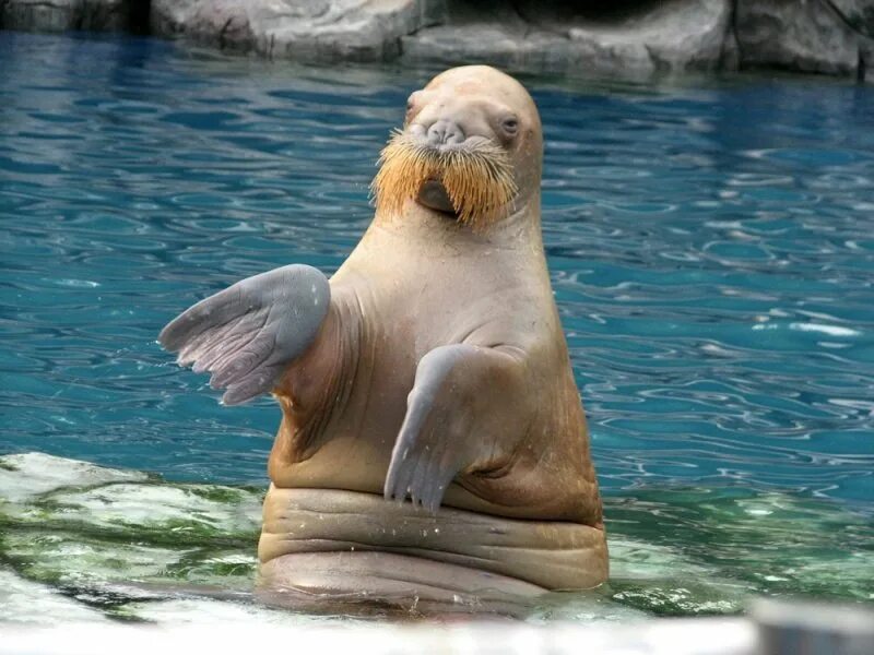 Ластоногие моржи. Моржи тюлени морские котики. Морж и тюлень. Ласты у животных