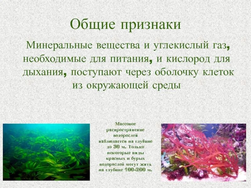 Водоросли поглощают воду. Общая характеристика водорослей. Общая характеристика водорослей 6 класс. Общая характеристика водорослей 6 класс биология. Характеристика водорослей 6 класс биология.