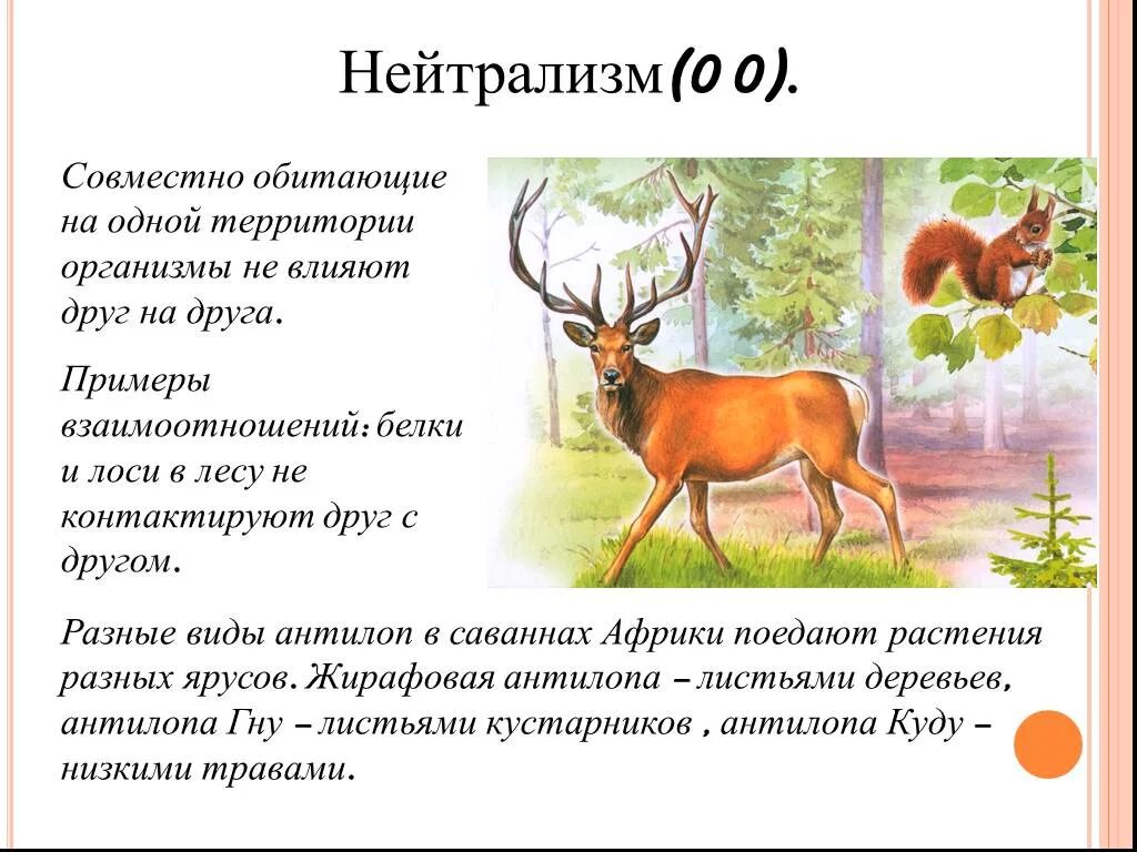 Что такое нейтрализм. Нейтрализм симбиоз. Нейтрализм примеры. Взаимоотношения между организмами нейтрализм. Пример взаимодействия нейтрализм.