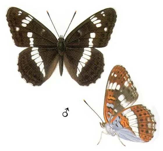 Ленточник Limenitis. Бабочка ленточник малый. Limenitis Camilla (Linnaeus, 1764).