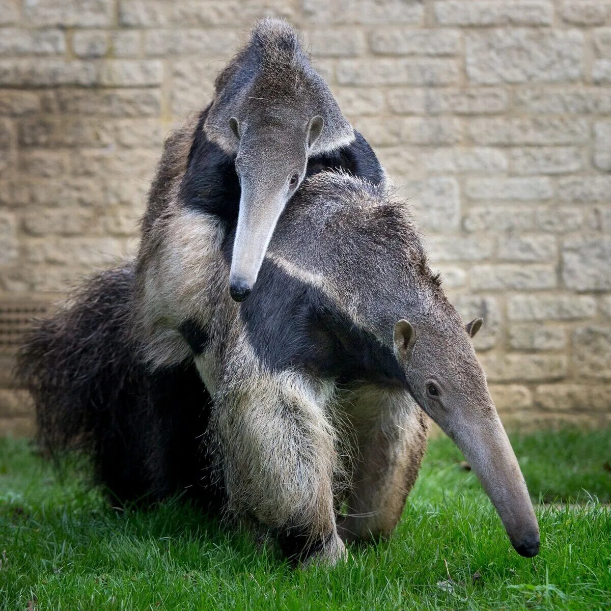 Муравьед длинный язык. Гигантский муравьед. Giant Anteater. Южноамериканский муравьед. Пантанал гигантский муравьед.