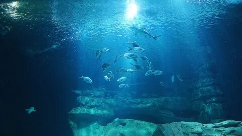 Sous marins