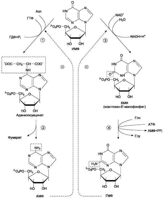 Цикл АТФ-АДФ биохимия. ГДФ из ГМФ.