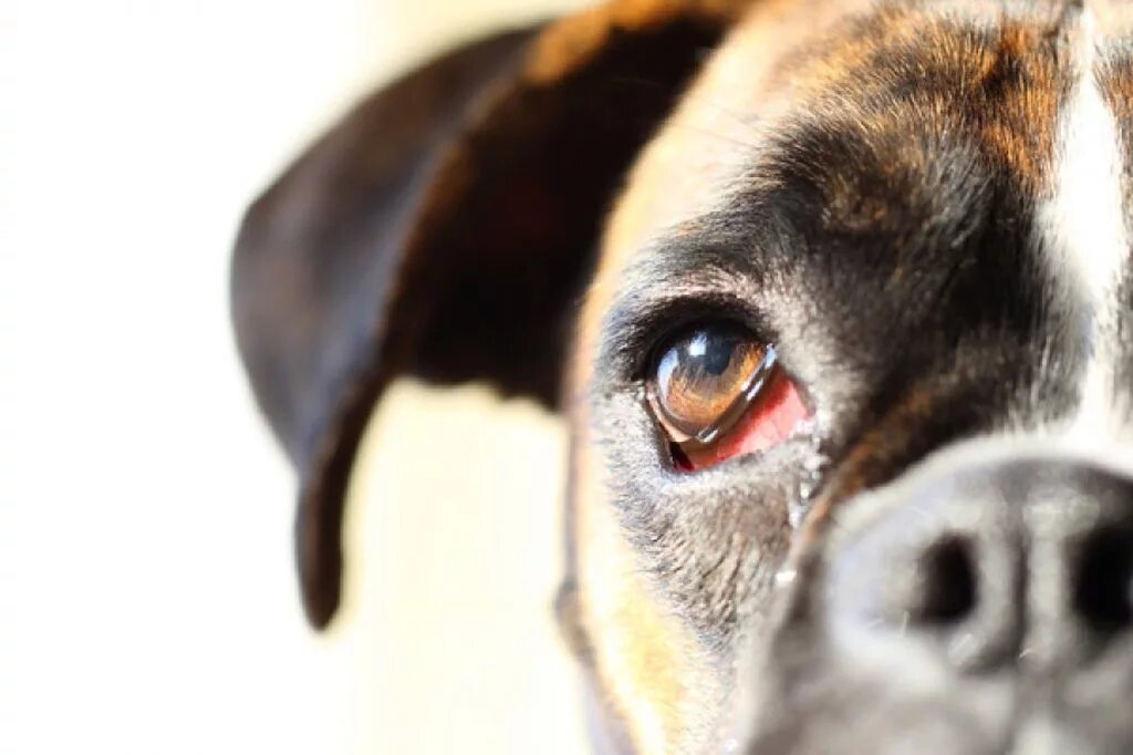 У щенка текут глаза. Глаза собаки. Собачьи глаза слезятся.