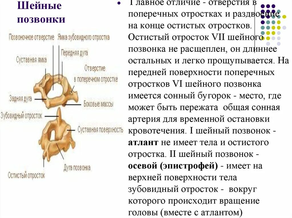 Второй шейный позвонок отличие. Остистые отростки от 2 до 6 шейных позвонков направлены. Остистый отросток первого шейного позвонка. Шейные позвонки отличия. Характерные признаки шейного позвонка