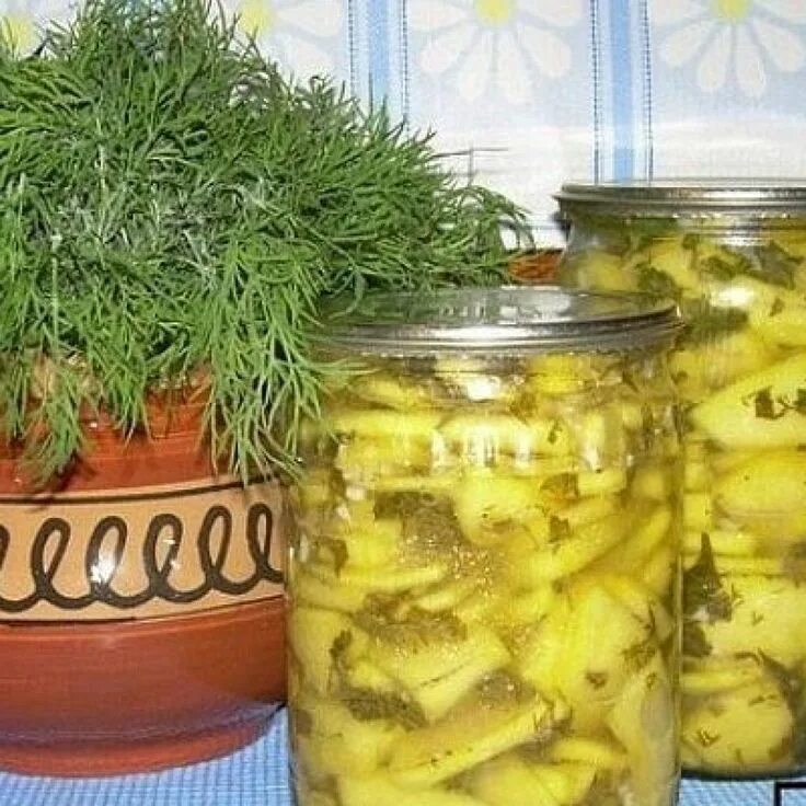 Кабачки в растительном масле на зиму. Острые кабачки на зиму. кабачок с петрушкой на зиму. кабачки с зеленью и чесноком на зиму. кабачки в острой заливке на зиму.