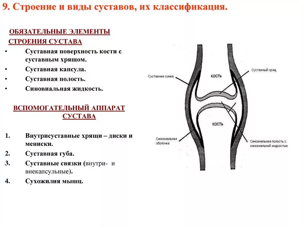 Какие структуры сустава обозначены цифрами. Строение сустава строение классификация. Основные элементы сустава их строение и функции. 9. . Строение сустава. Классификация суставов. Строение сустава вспомогательный аппарат суставов.