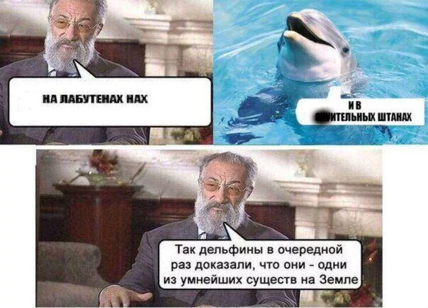 В несколько раз в очередной. Так дельфины в очередной раз доказали. мем дельфины в очередной раз доказали. очередное доказательство что дельфины. таким образом дельфины доказали.