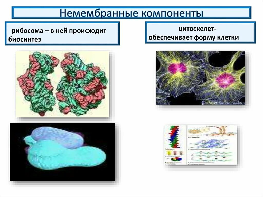 Что обеспечивает форму клетки. Немембранные компоненты клетки. Укажите немембранные компоненты клетки:. Немембранные органоиды клетки.