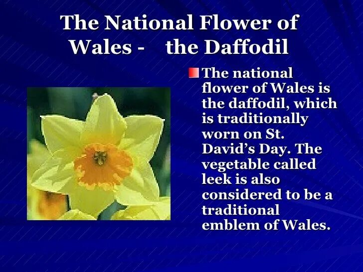 Symbol of wales. Символ уэльса на английском. цветочный символ уэльса на английском. national flower of wales. national emblem of wales.