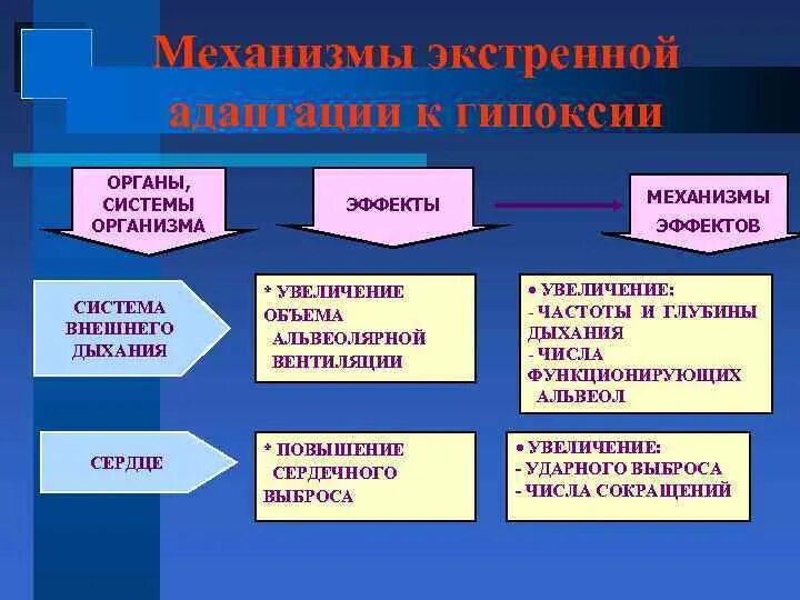 Экстренный механизм адаптации к гипоксии. Экстренная адаптация к гипоксии схема. Экстренная и долговременная адаптация организма к гипоксии. Экстренные механизмы адаптации при гипоксии.