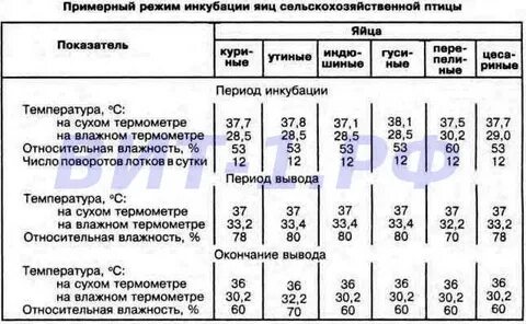 Какая влажность при инкубации куриных яиц
