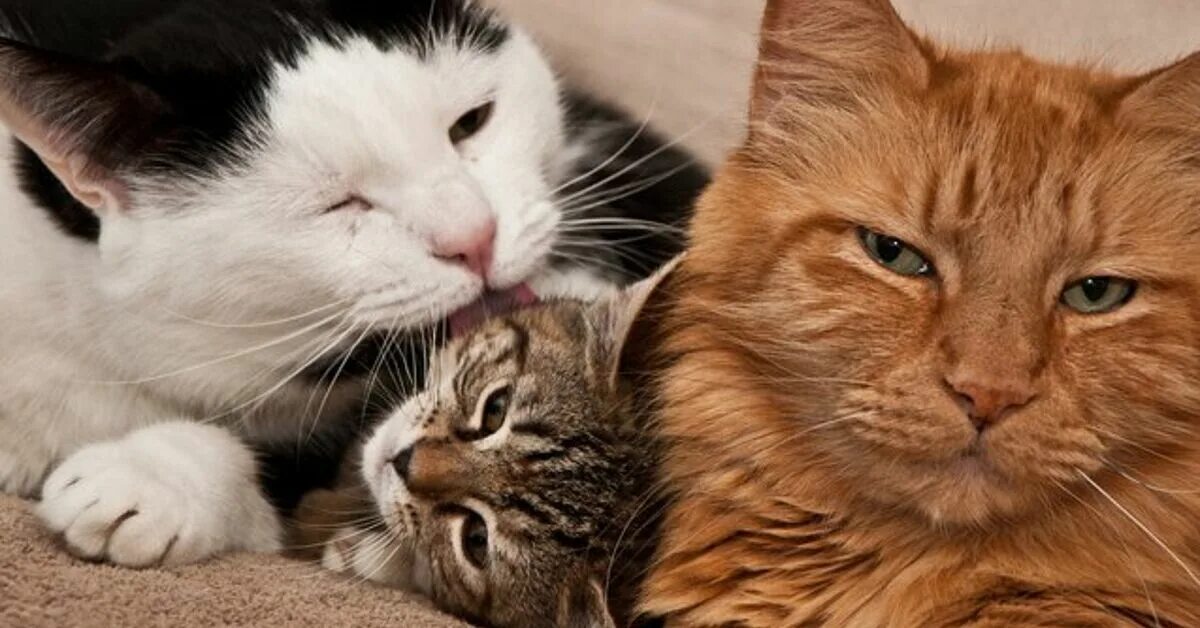Два взрослых и 2 маленьких котенка. Покажи 7 кошек. Счастливая кошачья семья. Покажи 7 кошек. Несколько кошек.