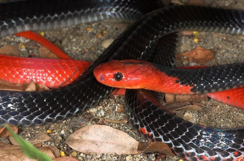 Королевская змея горная хуачукская. Lampropeltis triangulum sinaloae. Королевская синалойская молочная змея. Красноголовый крайт. Змея маисовый полоз.