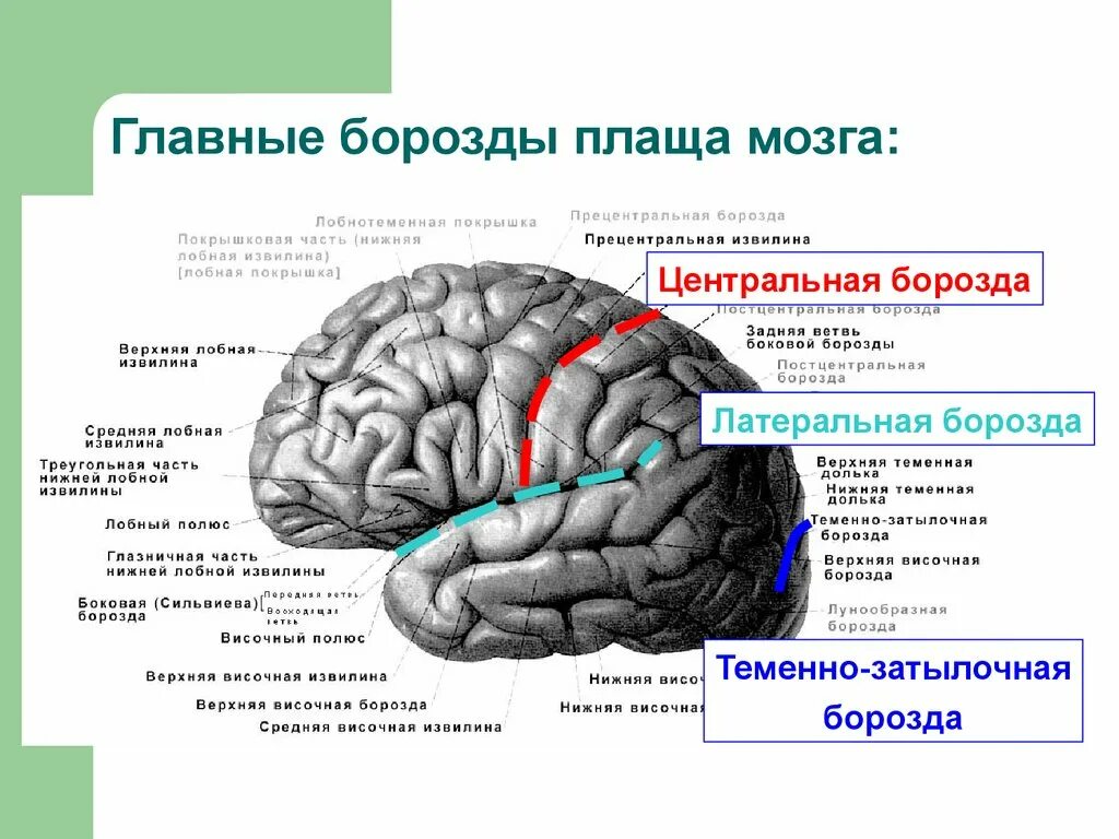 Функции затылочного мозга. Борозды доли извилины коры головного мозга. Щели и первичные борозды конечного мозга. Строение лобной доли конечного мозга. Головной мозг строение извилины.