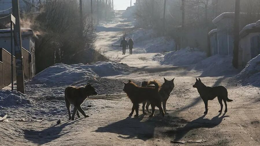 Стая бездомных собак. Бродячие собаки. Свора бездомных собак.