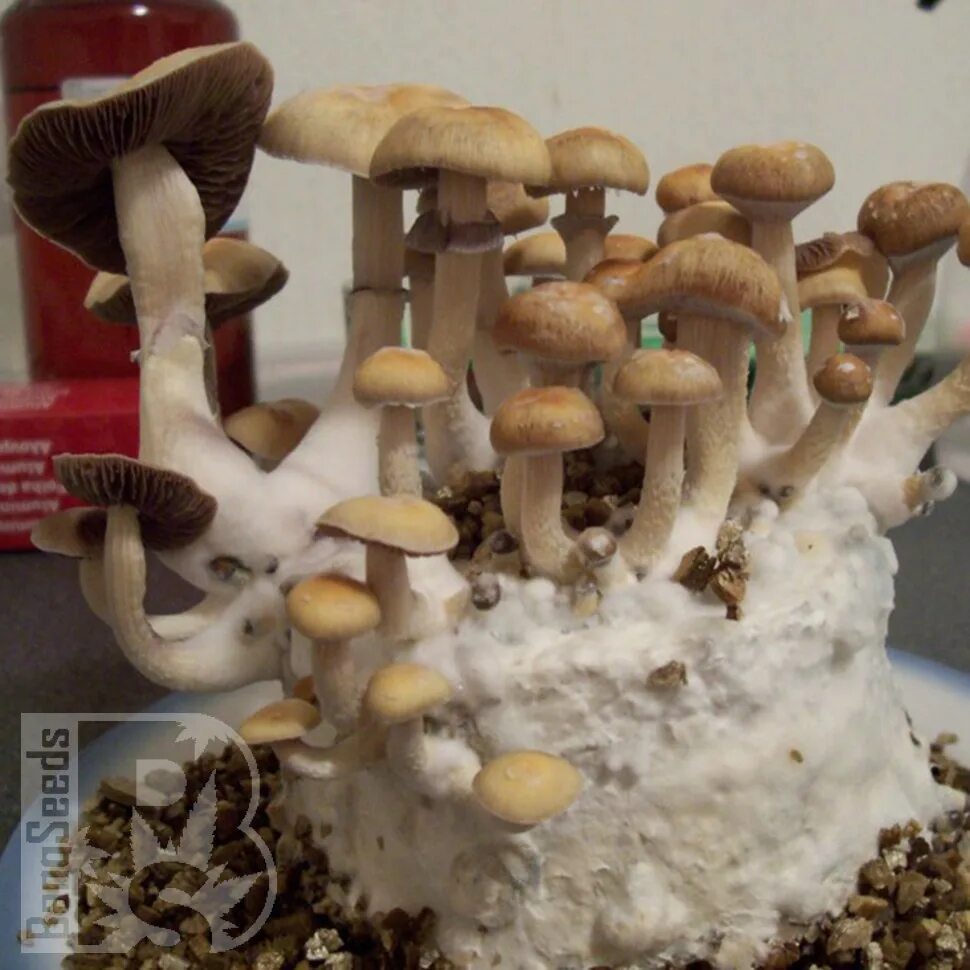 Грибы Psilocybe Cubensis Golden teacher. Мицелий Golden teacher. Псилоцибиновые грибы Golden teacher. Гриб: Psilocybe Cubensis — Golden teacher капсулы. Споры грибов семена