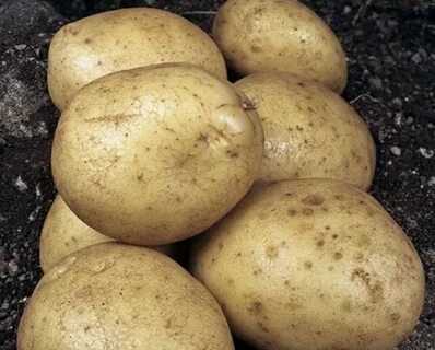 Купим картофель кемеровская область