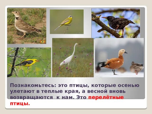 Почему птицы улетт на юг. Пришвин какие птицы не улетают осенью. Птички улетели в теплые края. Почему птицы улетают в теплые края. Причины отлета птиц.
