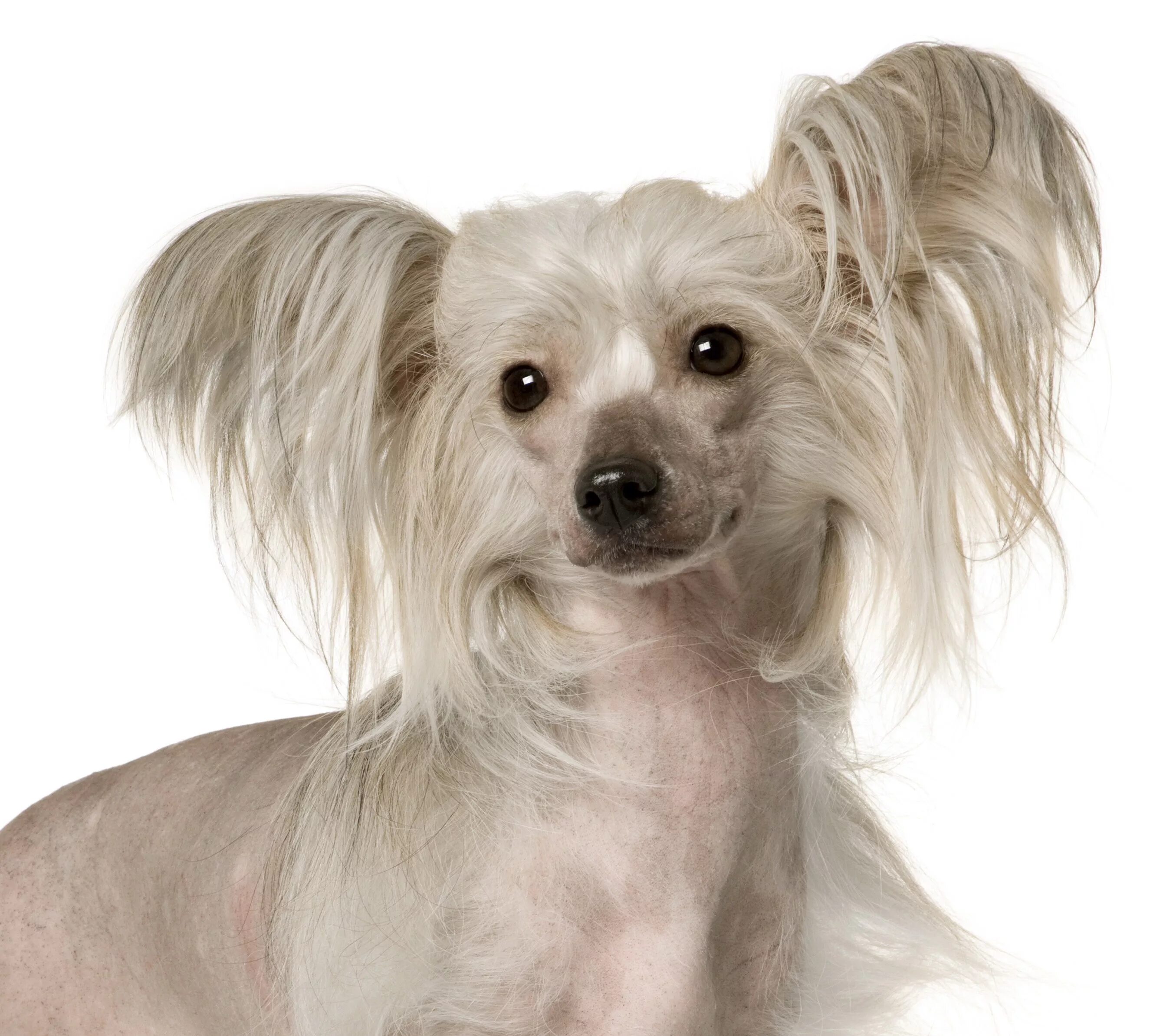 мексиканская хохлатая собачка. порода китайская хохлатая. собачку породы китайская хохлатая. хохлатая собачка. хохлатая китайская хохлатая.