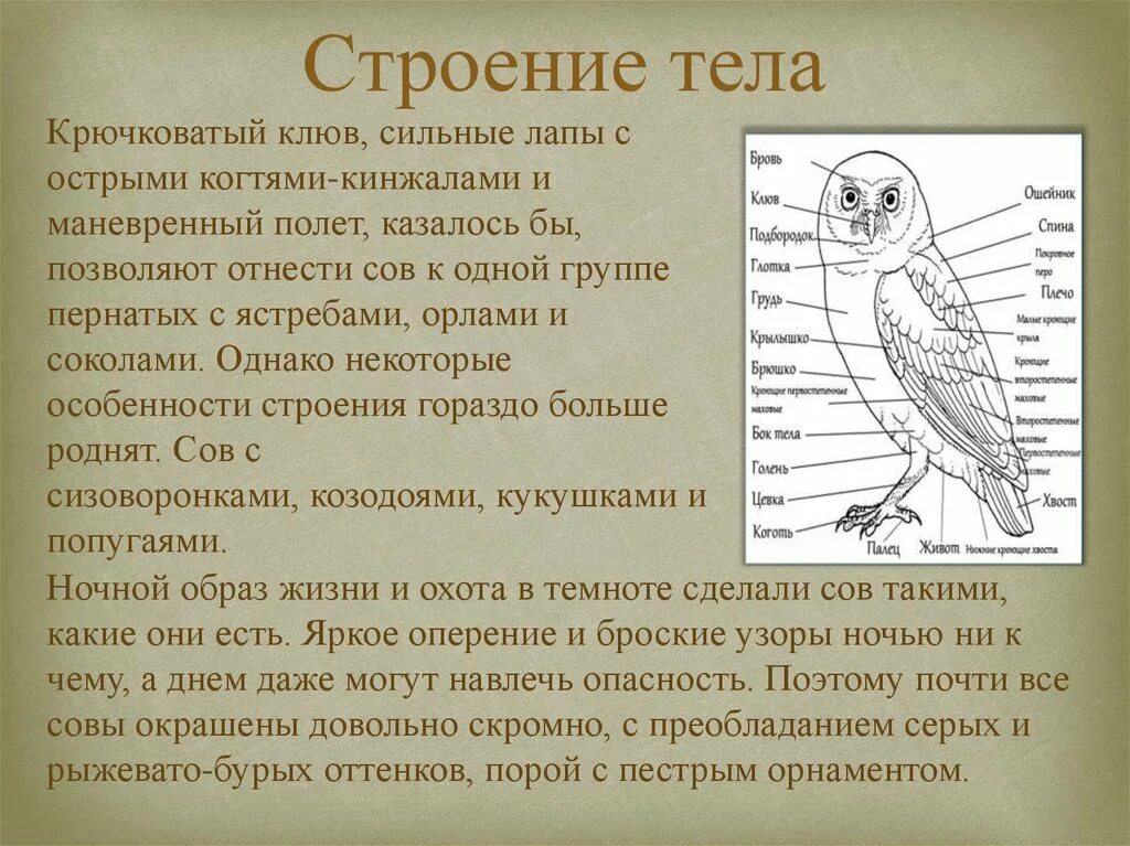 Особенности строения и жизнедеятельности птиц 8 класс. Строение крыла Сипухи. Туловище птицы особенности строения. Филин внутреннего строения. Внешнее строение Совы.