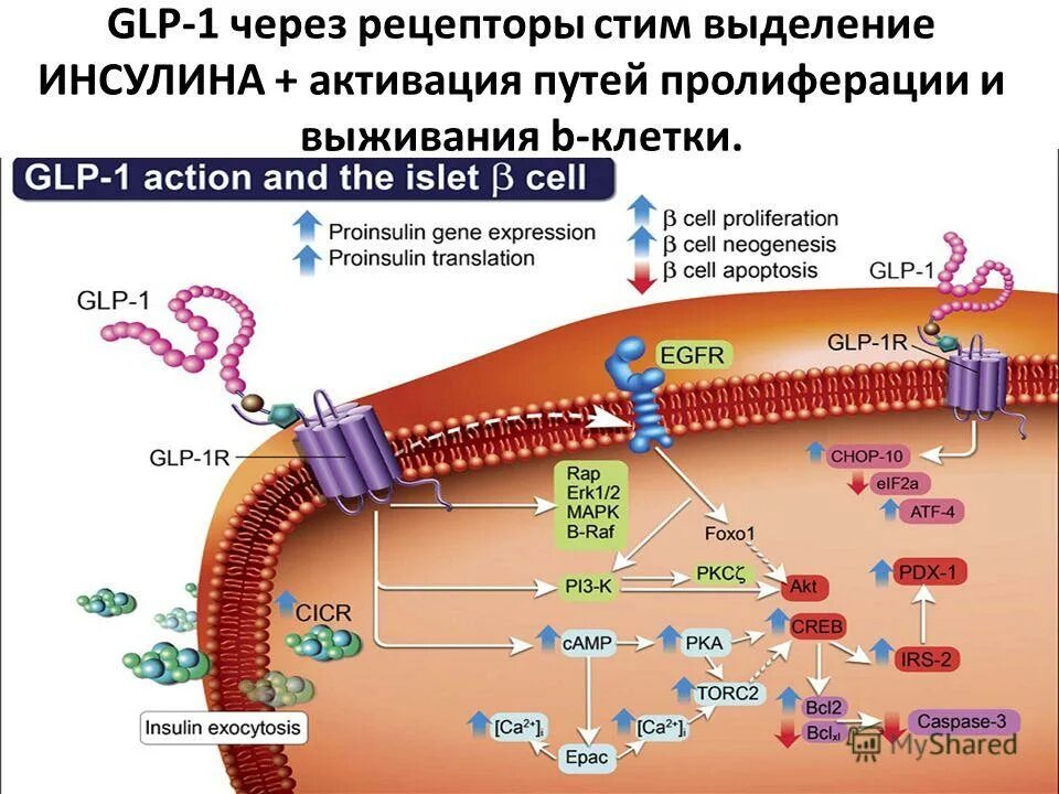альфа клетки островков лангерганса продуцируют. какие клетки выделяют инсулин. механизмы регуляции выработки инсулина. альфа клетки островков лангерганса. клетки лангерганса поджелудочной железы.