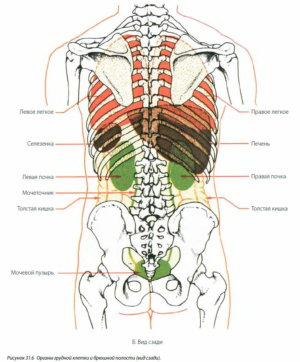 Кости позвоночника бедро и печень. Брюшная полость анатомия строение внутренних органов.