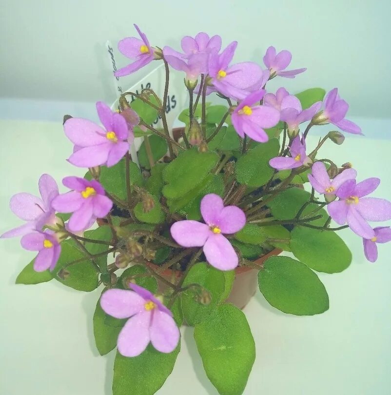 Little miss muffet фиалка фото. Little darling фиалка. Фиалка литтл джестер. Little bo peep фиалка. Фиалка little.